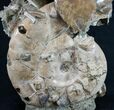 Free-Standing Tall Ammonite Cluster - Spectacular #10469-2